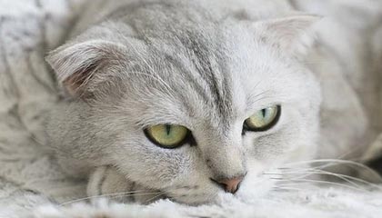 yl23455永利注册登录-“硬核”北欧两项或将退出冬奥会